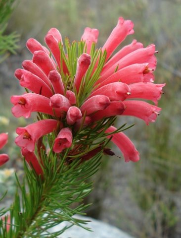 Erica vestita floral features